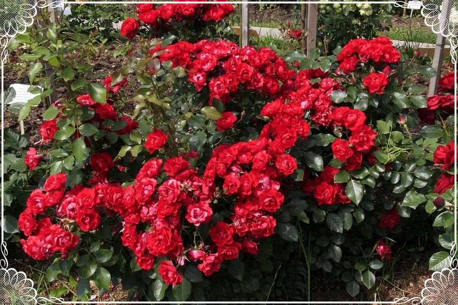 Black Forest Rose róże rabatowe